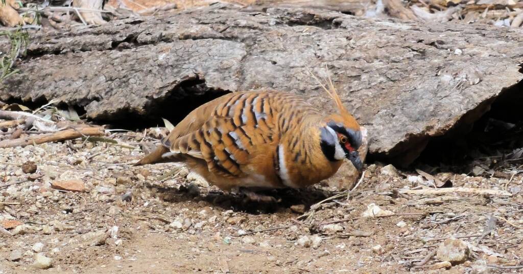Spinifex Pigeon (Geophaps plumifera), Alice Springs Desert Park