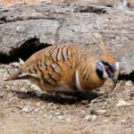 Spinifex Pigeon (Geophaps plumifera), Alice Springs Desert Park