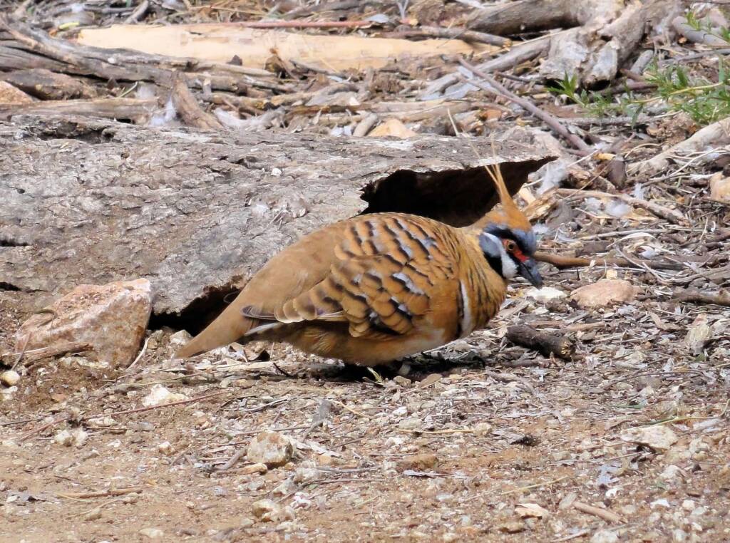Spinifex Pigeon (Geophaps plumifera), Alice Springs Desert Park