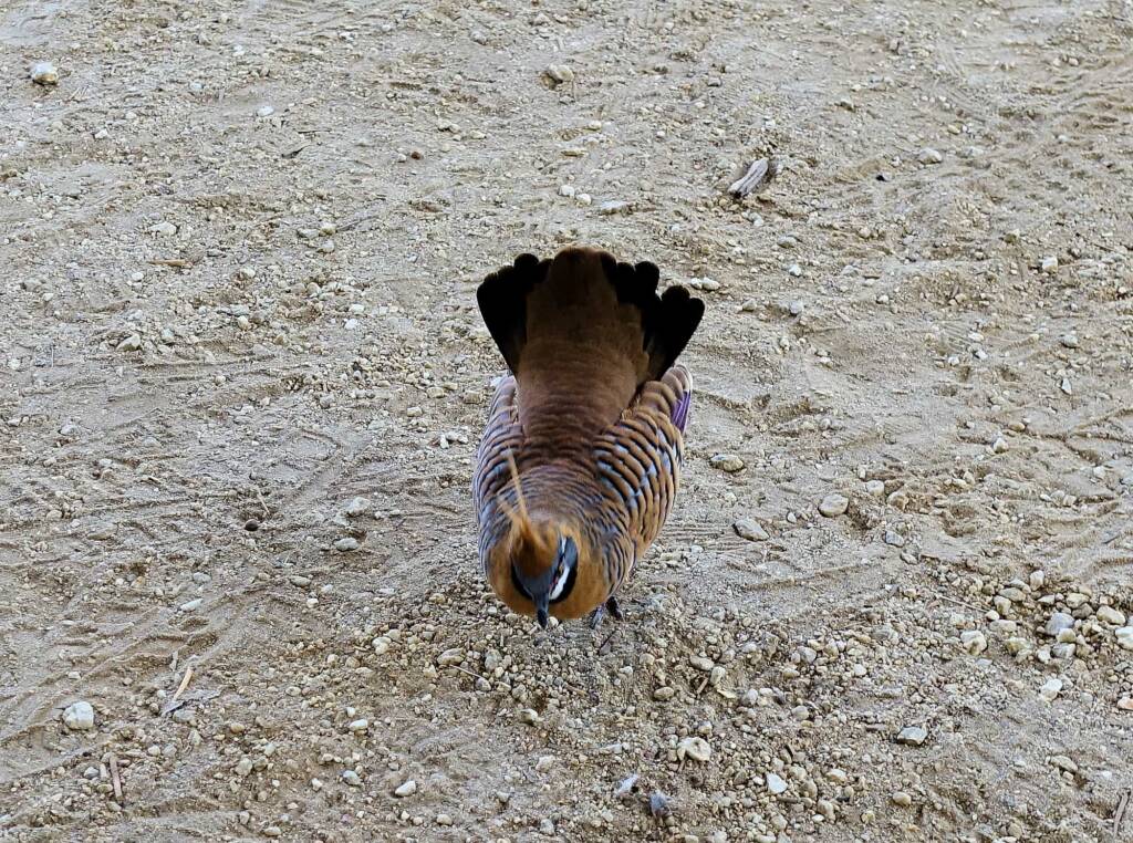 Spinifex Pigeon (Geophaps plumifera), Alice Springs Desert Park