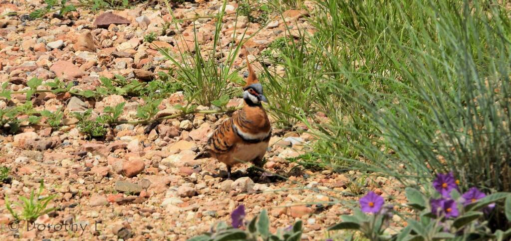 Spinifex Pigeon (Geophaps plumifera), Alice Springs Desert Park