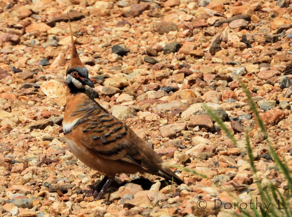 Spinifex Pigeon (Geophaps plumifera), Alice Springs Desert Park
