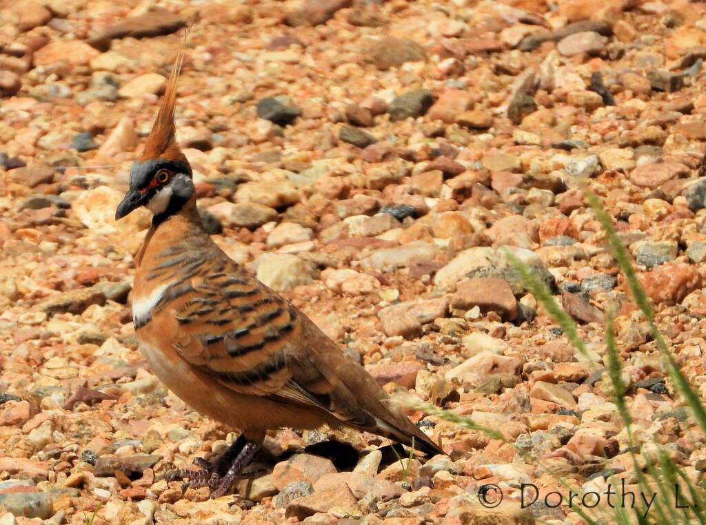 Spinifex Pigeon (Geophaps plumifera), Alice Springs Desert Park