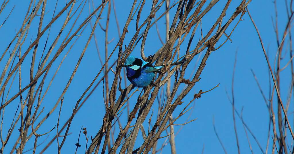 Splendid Fairy-wren (Malurus splendens), Owen Springs Reserve, NT