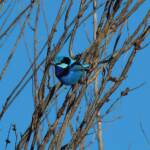 Splendid Fairy-wren (Malurus splendens), Owen Springs Reserve, NT