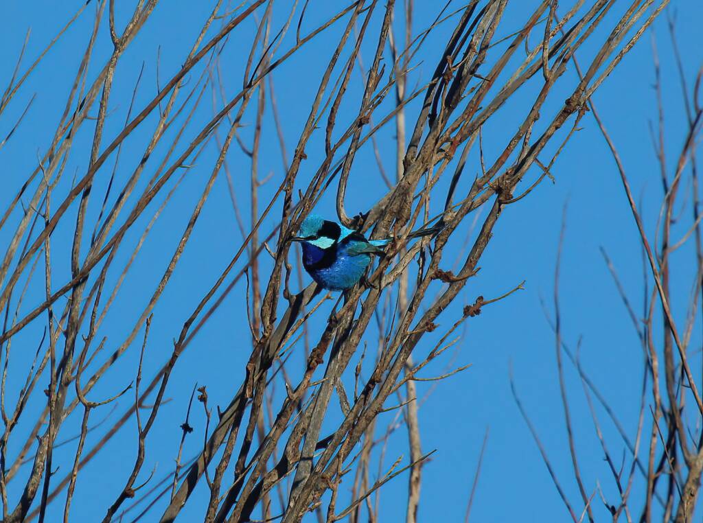 Splendid Fairy-wren (Malurus splendens), Owen Springs Reserve, NT