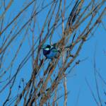 Splendid Fairy-wren (Malurus splendens), Owen Springs Reserve, NT