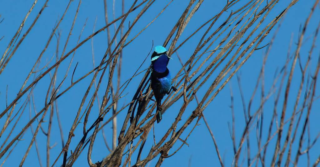The male Splendid Fairy-wren (Malurus splendens), Owen Springs Reserve, NT