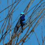 The male Splendid Fairy-wren (Malurus splendens), Owen Springs Reserve, NT