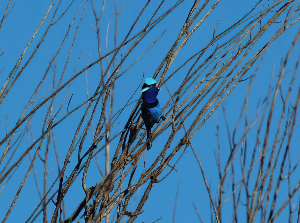 The male Splendid Fairy-wren (Malurus splendens), Owen Springs Reserve, NT