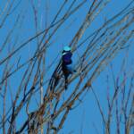 The male Splendid Fairy-wren (Malurus splendens), Owen Springs Reserve, NT