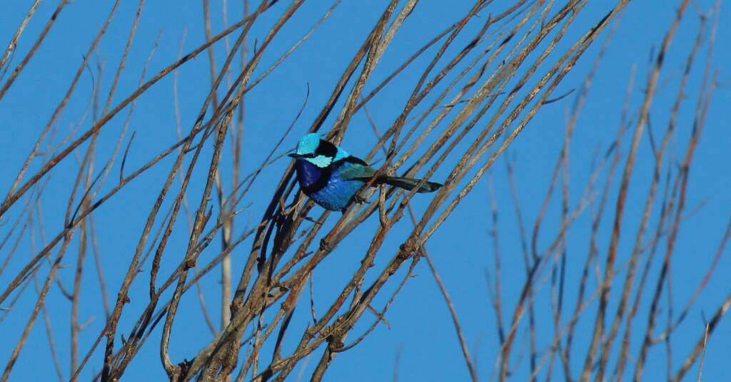 Splendid Fairy-wren (Malurus splendens), Owen Springs Reserve, NT