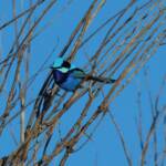 Splendid Fairy-wren (Malurus splendens), Owen Springs Reserve, NT