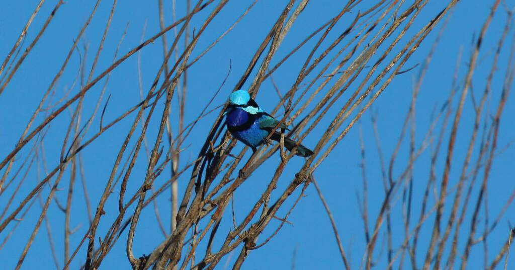 Splendid Fairy-wren (Malurus splendens), Owen Springs Reserve, NT