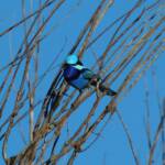 Splendid Fairy-wren (Malurus splendens), Owen Springs Reserve, NT