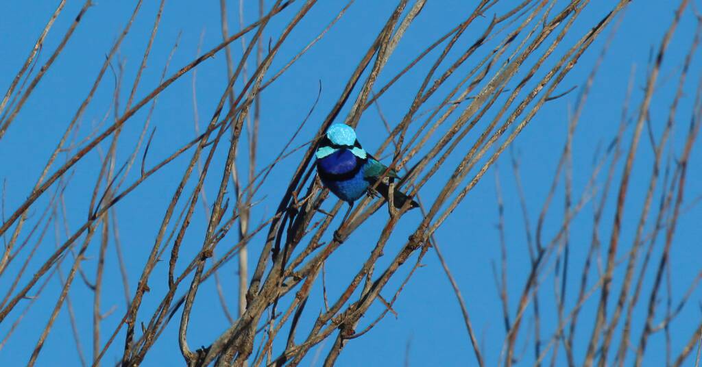 Splendid Fairy-wren (Malurus splendens), Owen Springs Reserve, NT