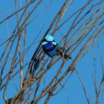Splendid Fairy-wren (Malurus splendens), Owen Springs Reserve, NT