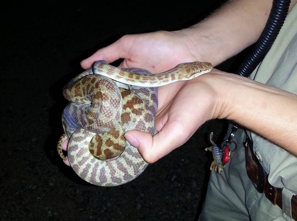 Stimson's Python (Antaresia stimsoni), Alice Springs Desert Park