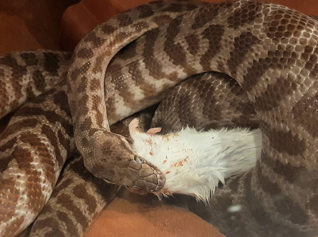 Stimson's Python (Antaresia stimsoni), Alice Springs Desert Park