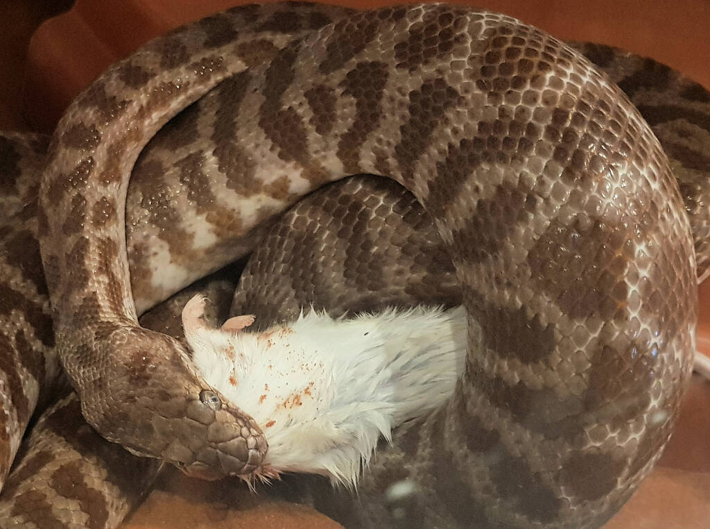 Stimson's Python (Antaresia stimsoni), Alice Springs Desert Park