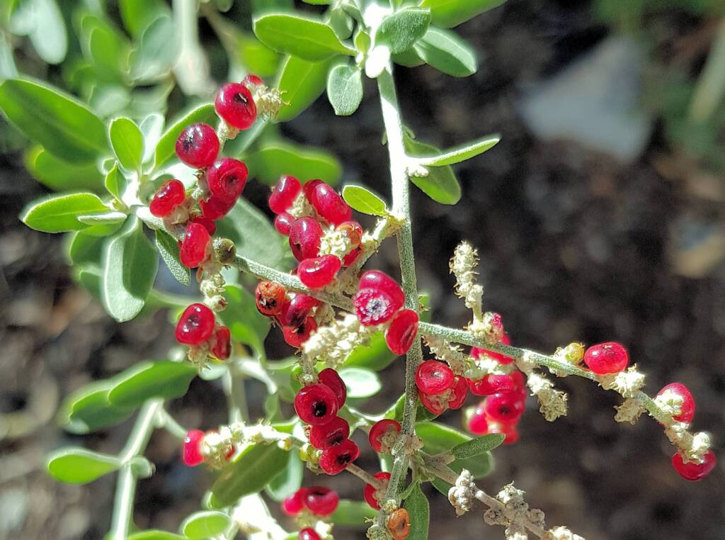 Tall Saltbush (Rhagodia eremaea)