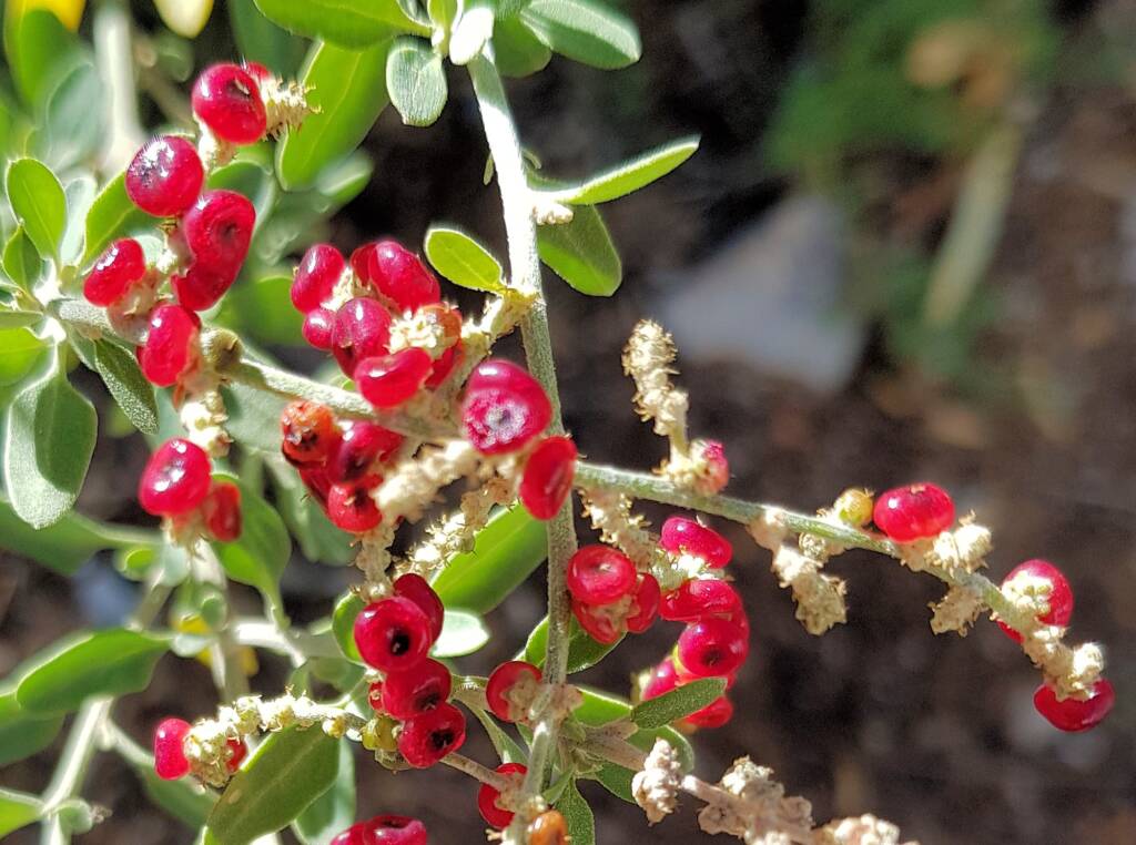 Tall Saltbush (Rhagodia eremaea)
