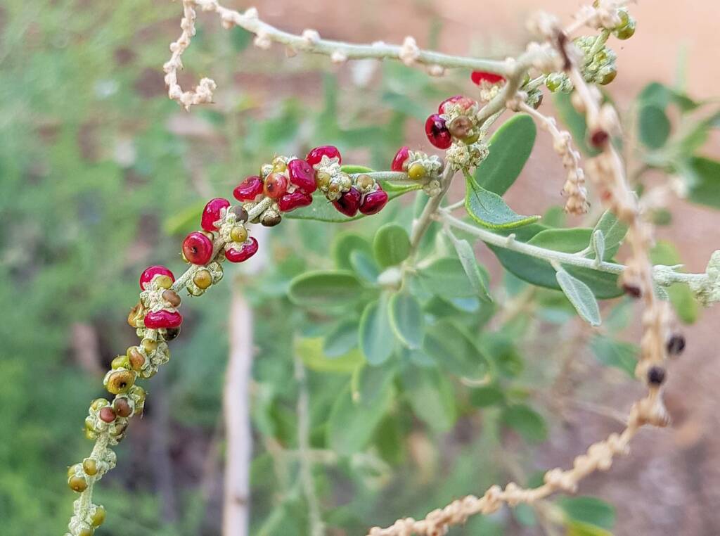 Tall Saltbush (Rhagodia eremaea)
