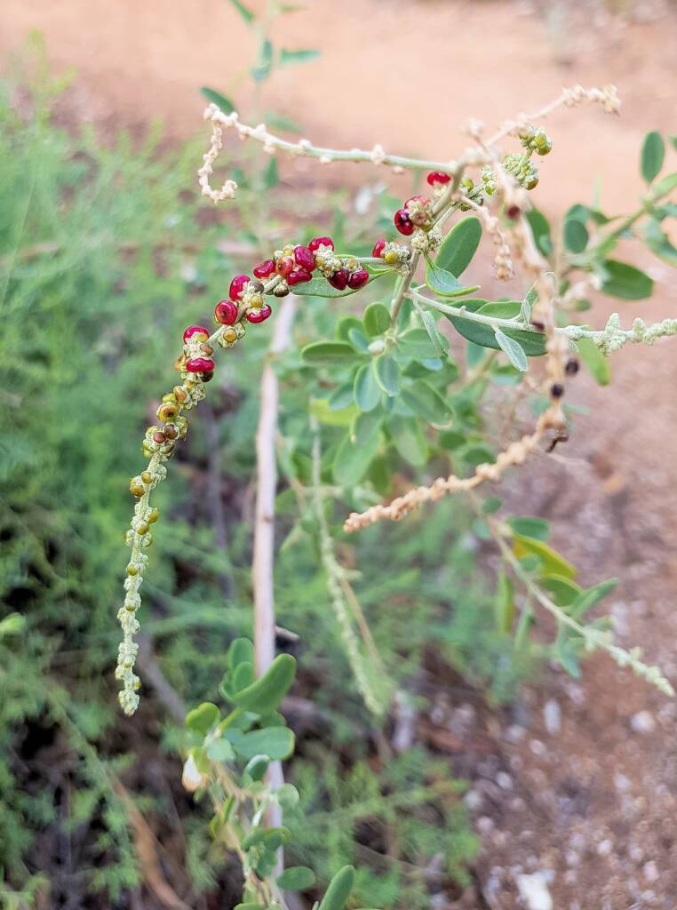 Tall Saltbush (Rhagodia eremaea)