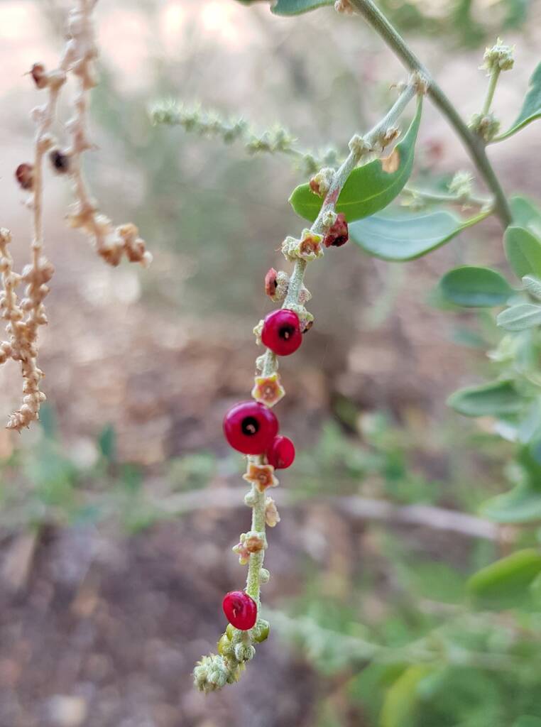 Tall Saltbush (Rhagodia eremaea)