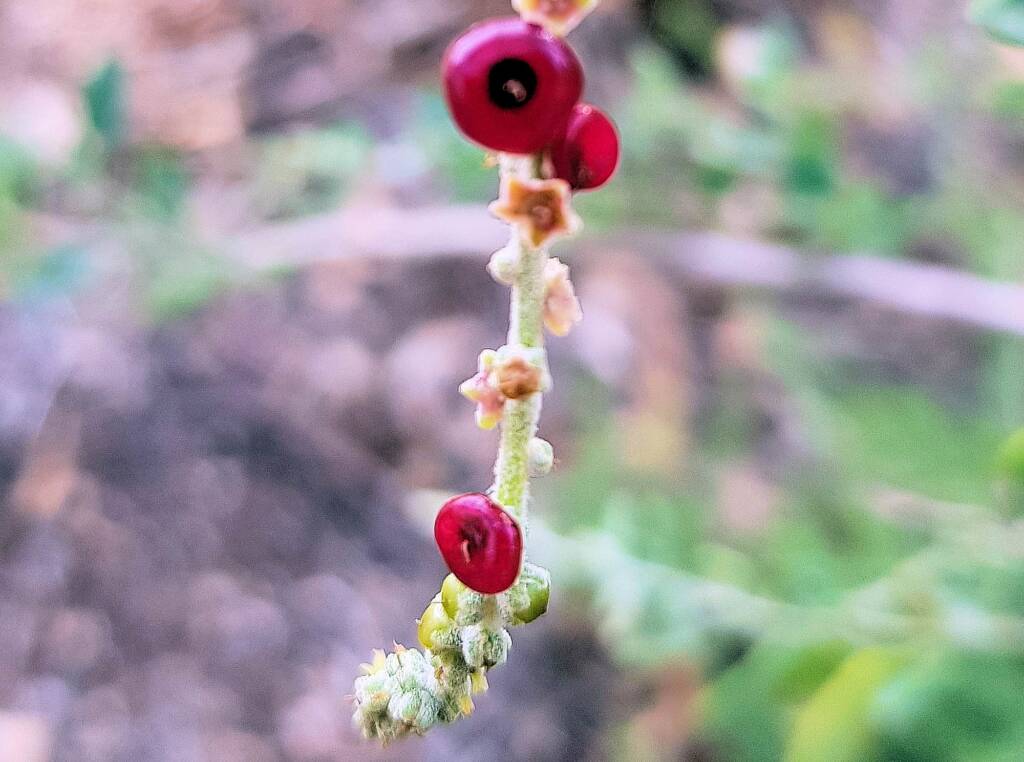 Tall Saltbush (Rhagodia eremaea)
