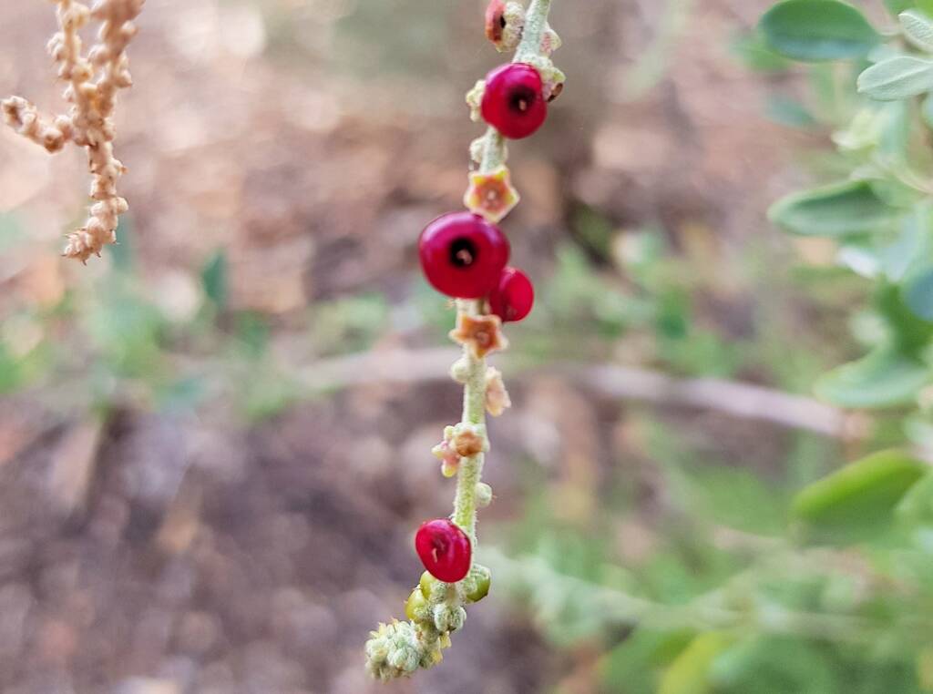 Tall Saltbush (Rhagodia eremaea)