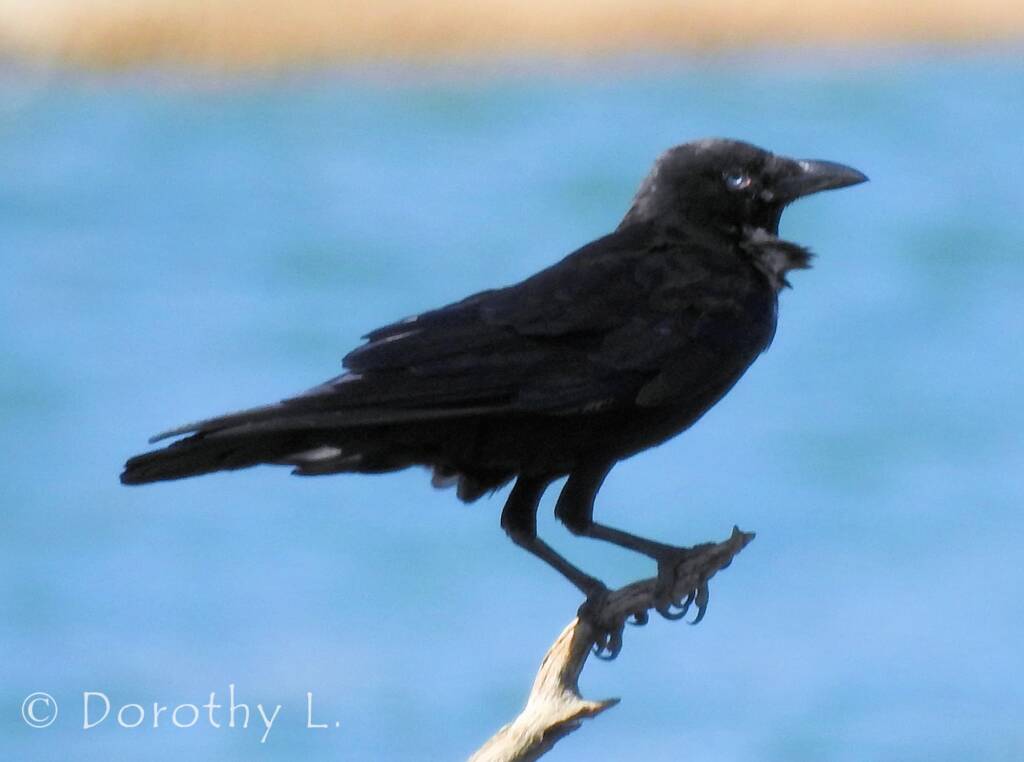 Torresian Crow (Corvus orru)