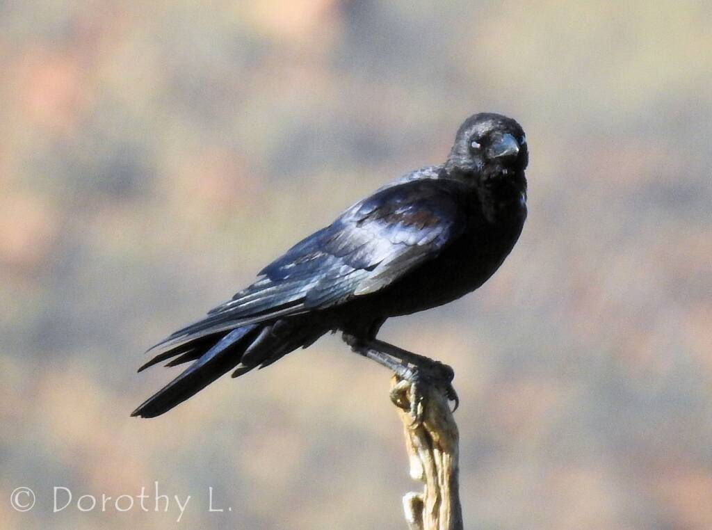 Torresian Crow (Corvus orru)