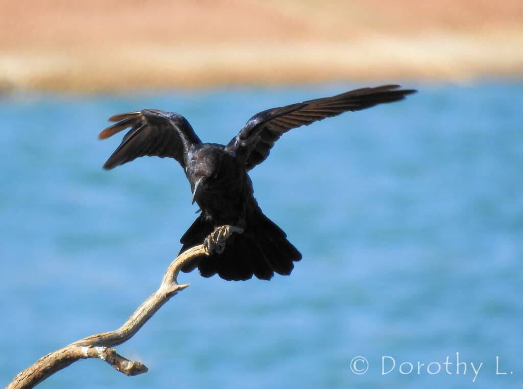 Torresian Crow (Corvus orru)