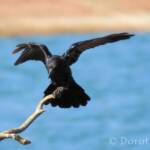 Torresian Crow (Corvus orru)
