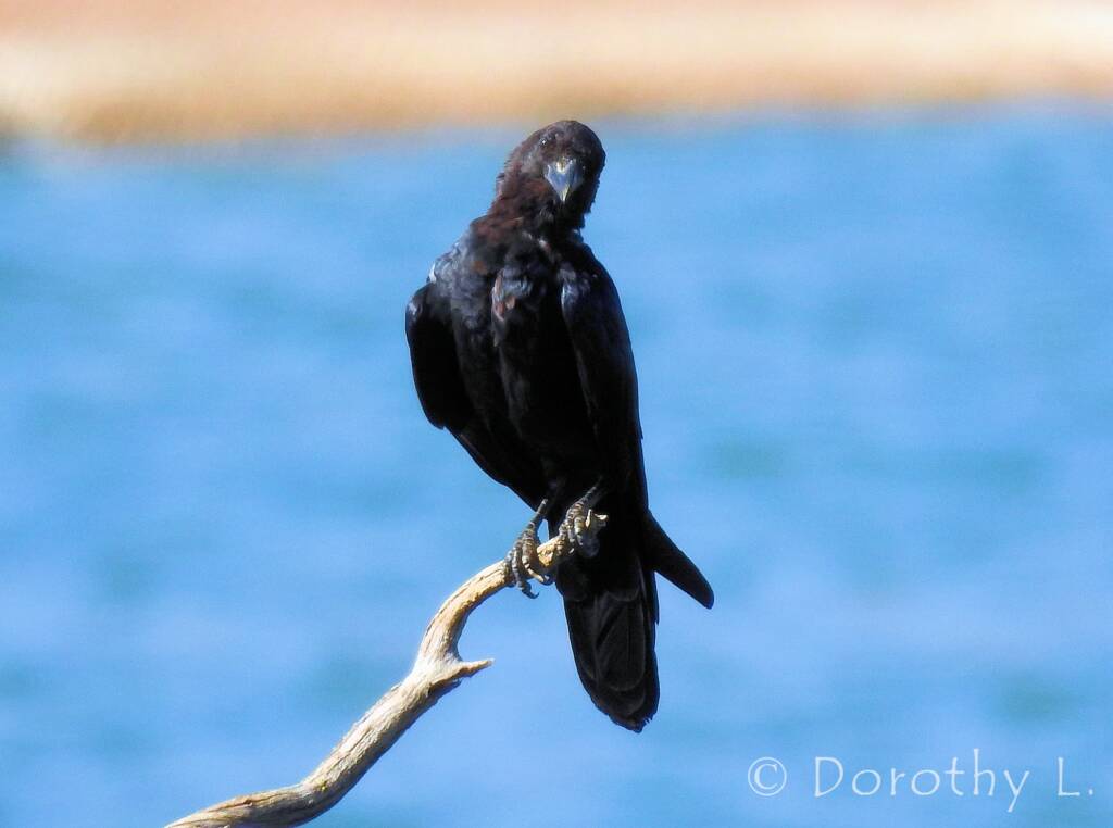 Torresian Crow (Corvus orru)