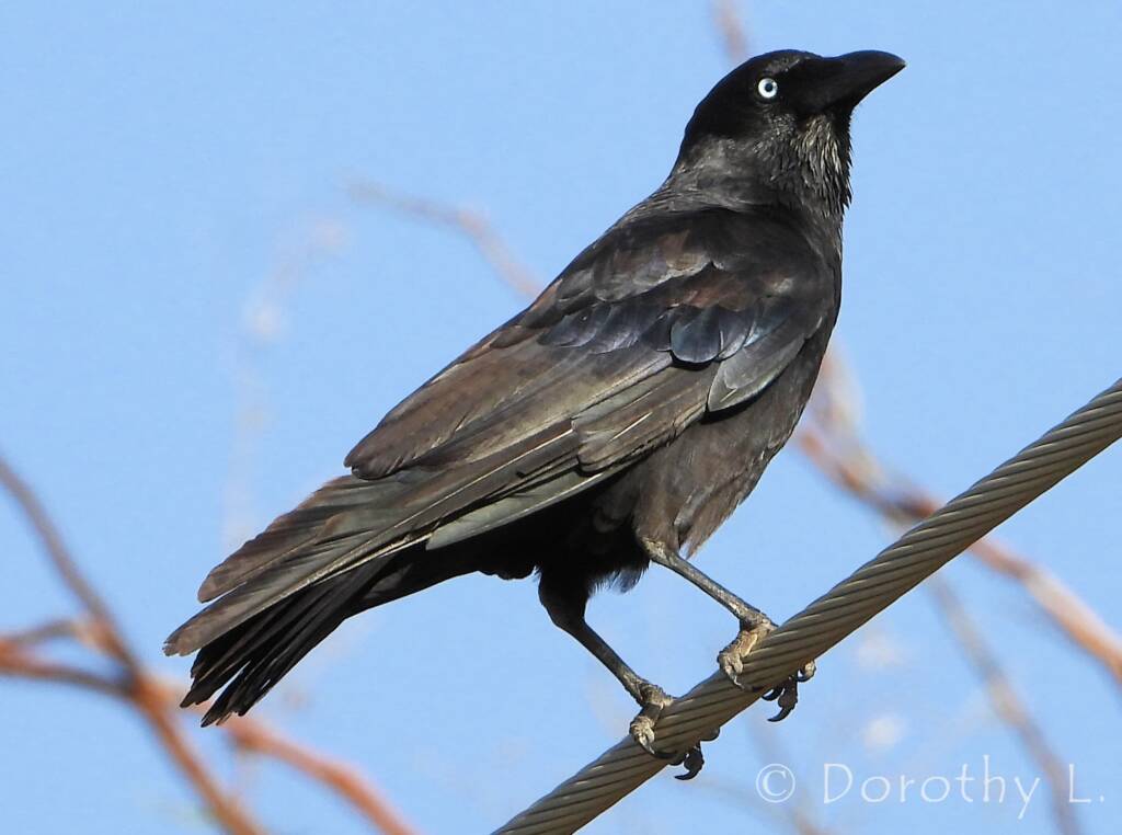 Torresian Crow (Corvus orru)