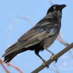 Torresian Crow (Corvus orru)