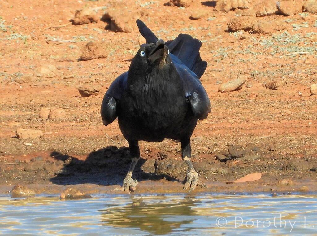 Torresian Crow (Corvus orru)