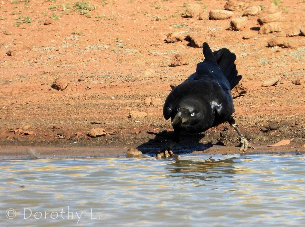 Torresian Crow (Corvus orru)