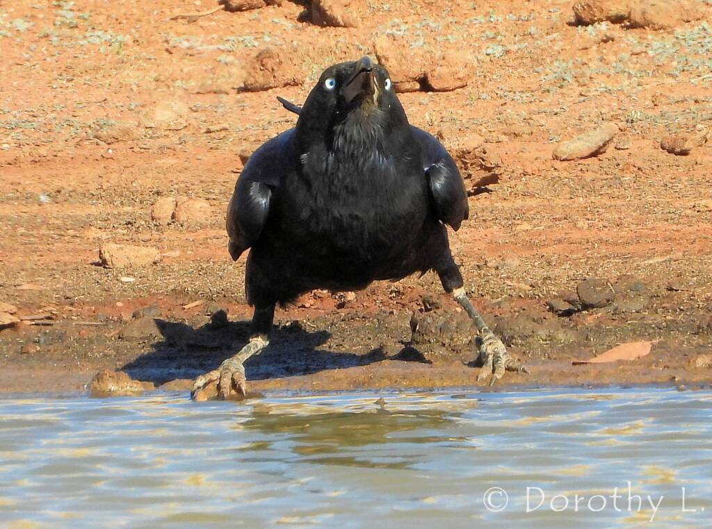 Torresian Crow (Corvus orru)