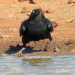 Torresian Crow (Corvus orru)