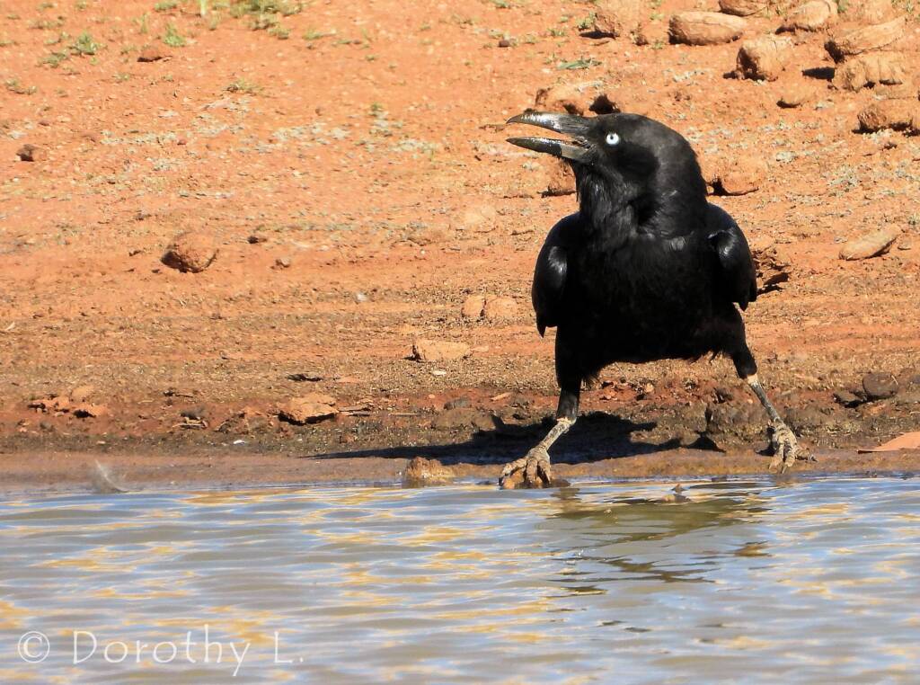Torresian Crow (Corvus orru)
