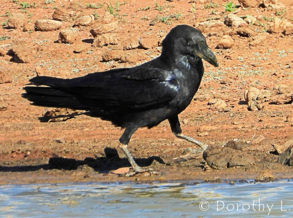 Torresian Crow (Corvus orru)
