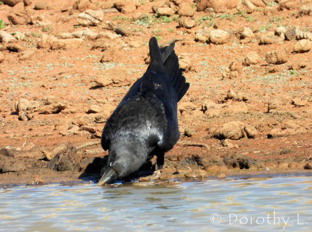 Torresian Crow (Corvus orru)