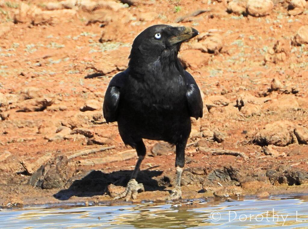 Torresian Crow (Corvus orru)