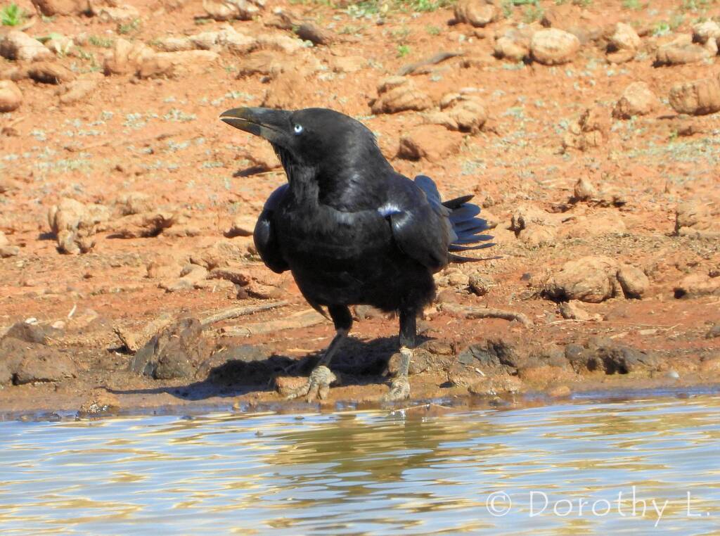 Torresian Crow (Corvus orru)