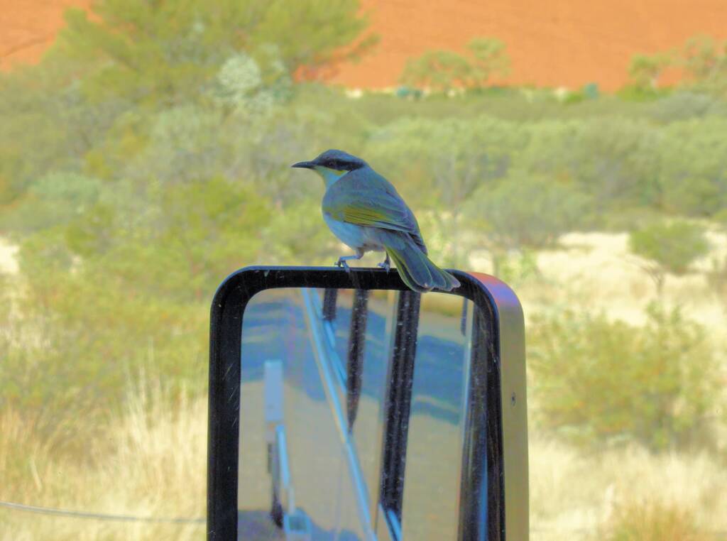 Coach tour, Central Australia
