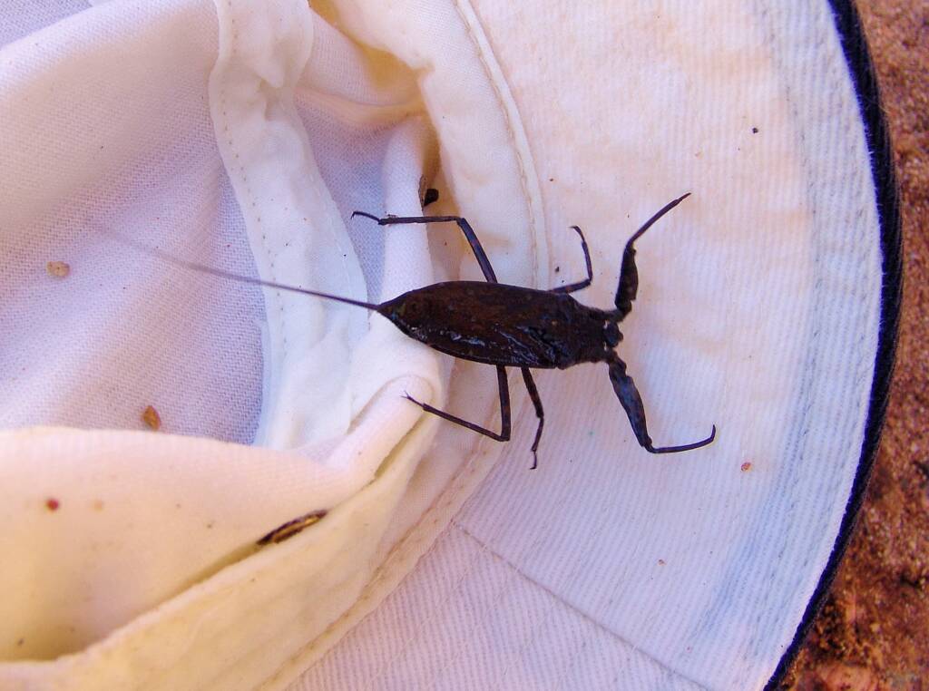 Water Scorpion (Laccotrephes tristis), Simpsons Gap