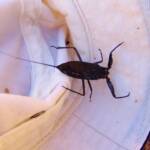 Water Scorpion (Laccotrephes tristis), Simpsons Gap
